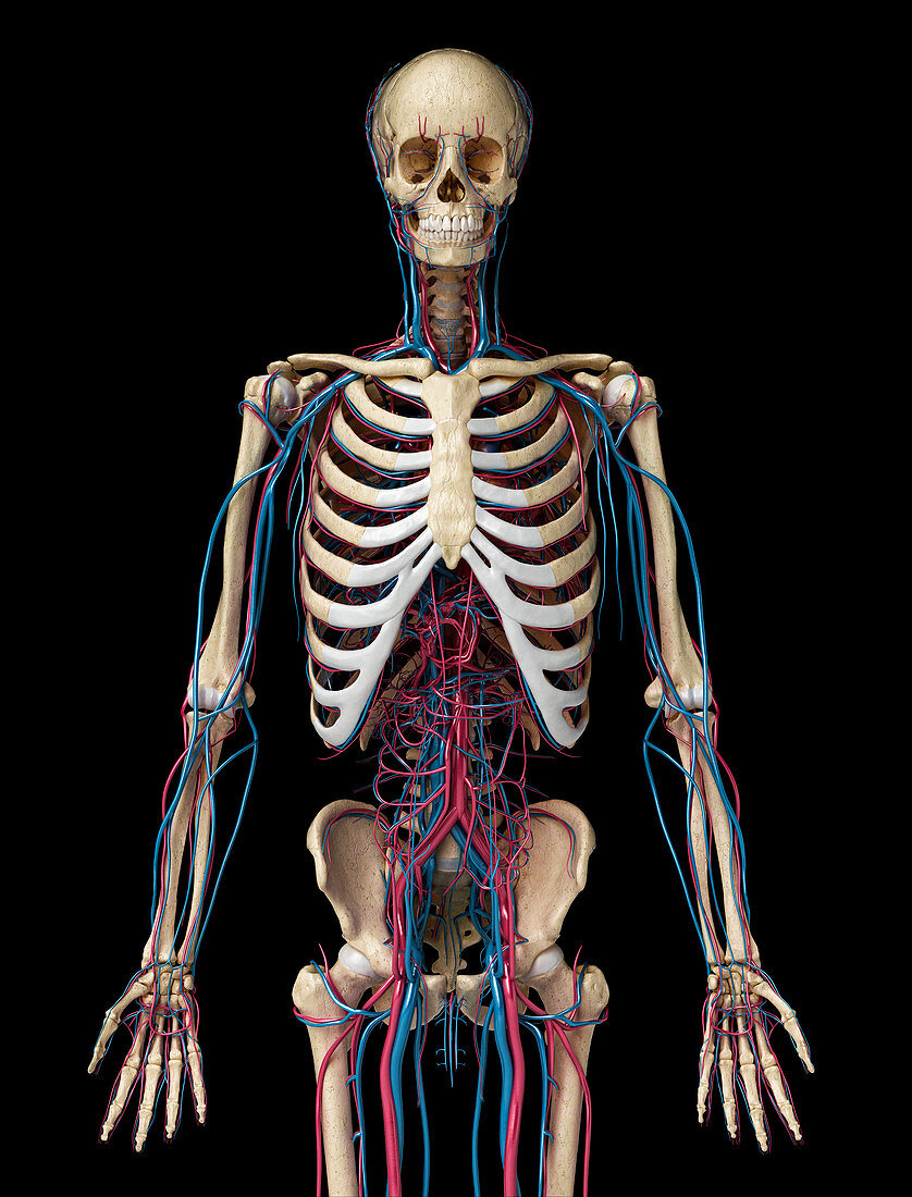 Skeleton and vascular system, illustration