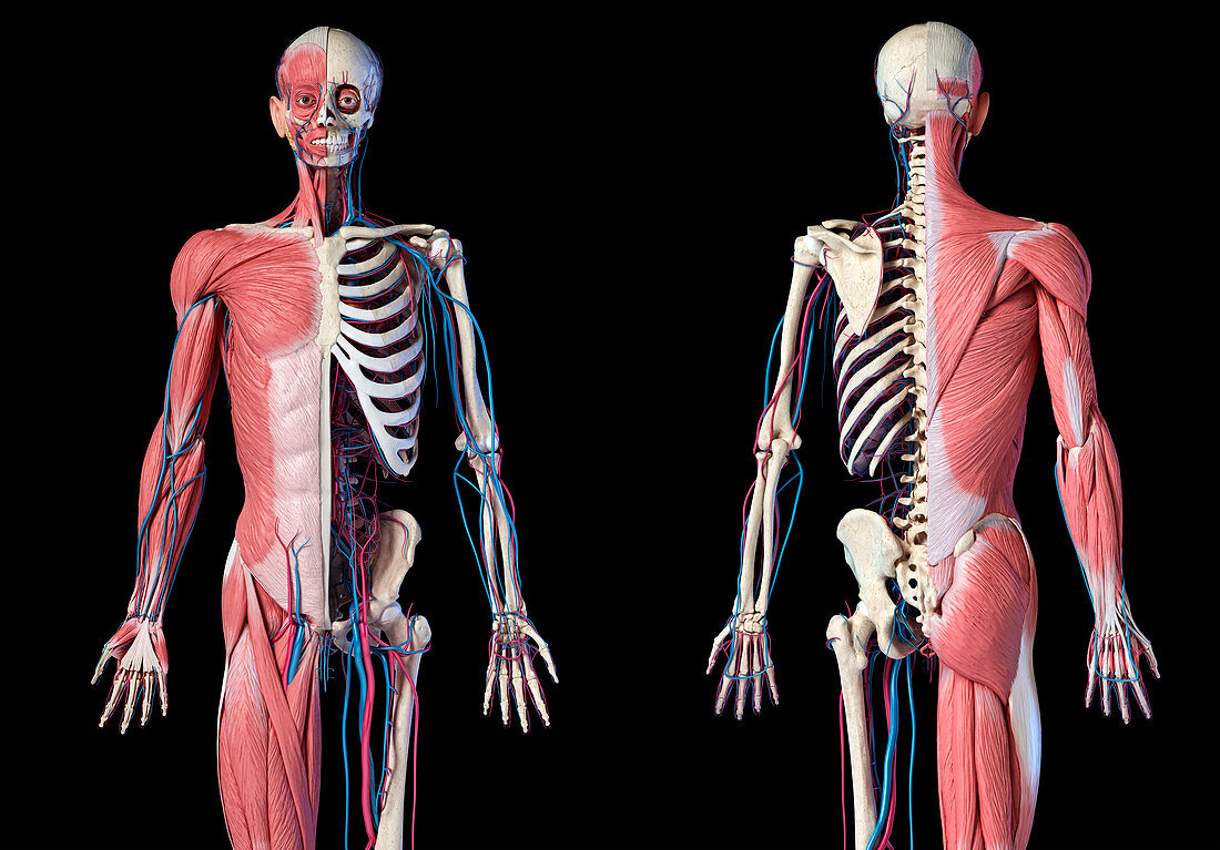 Human skeleton, muscles and blood vessels, illustration