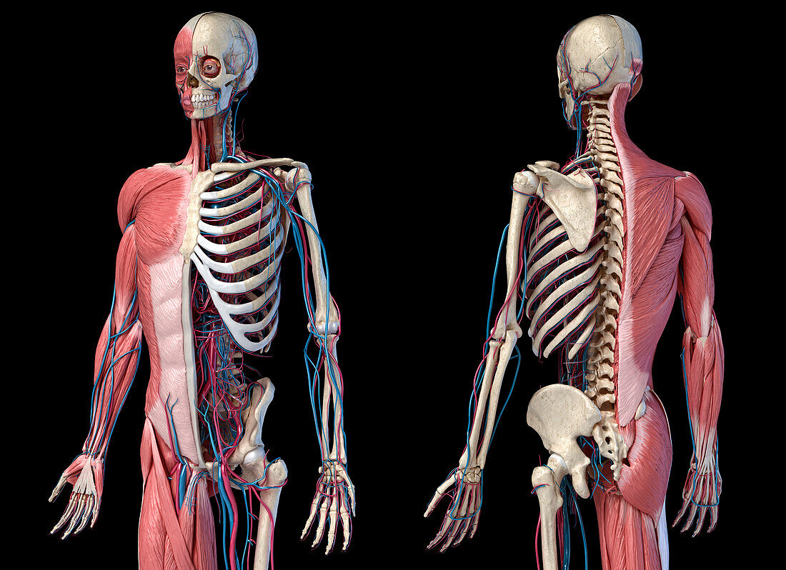 Human skeleton, muscles and blood vessels, illustration