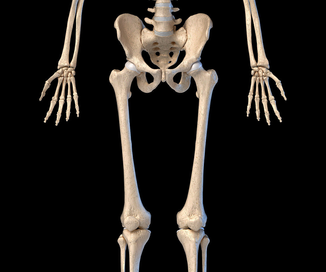 Human hip, leg and hand bones, illustration