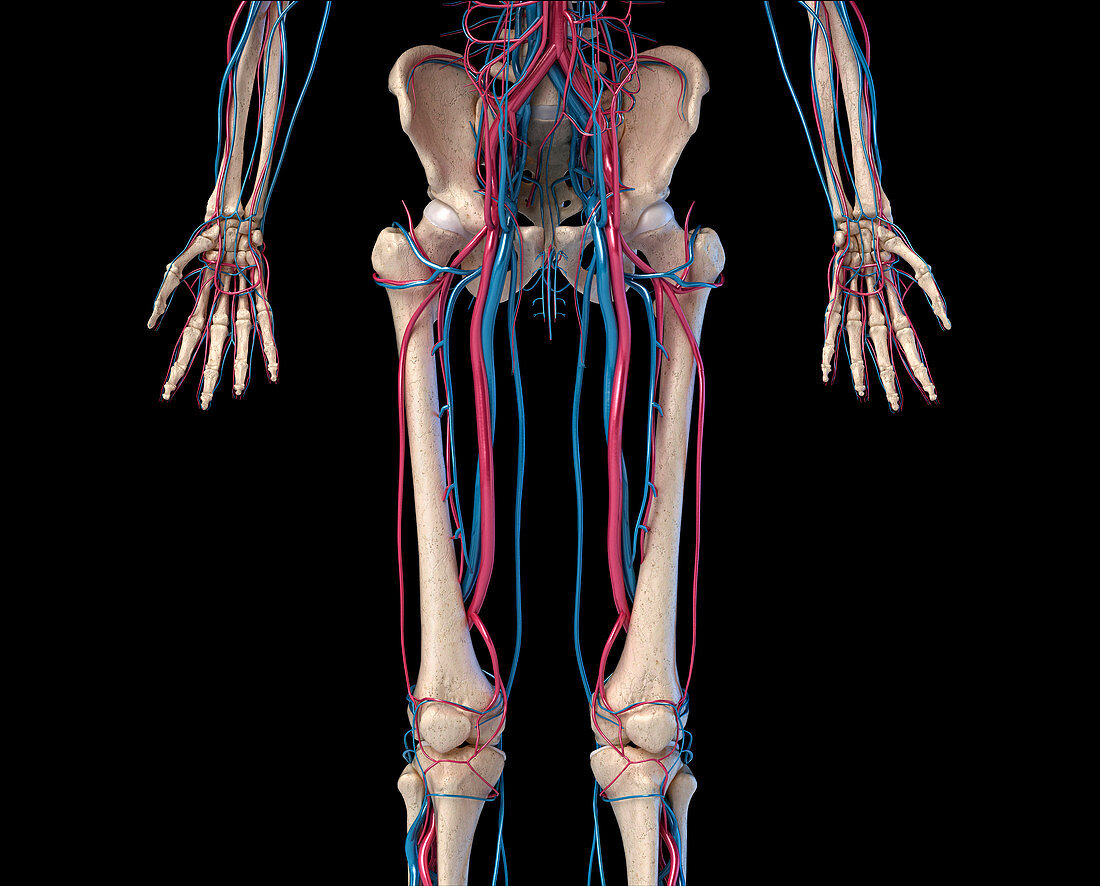 Hip, leg and hand bones and blood vessels, illustration