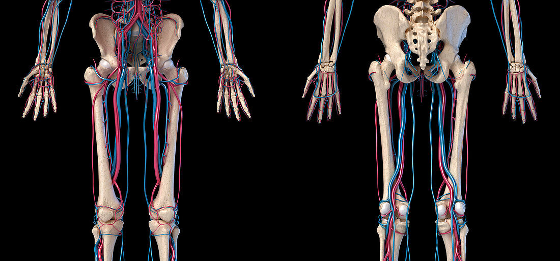 Hip, leg and hand bones and blood vessels, illustration