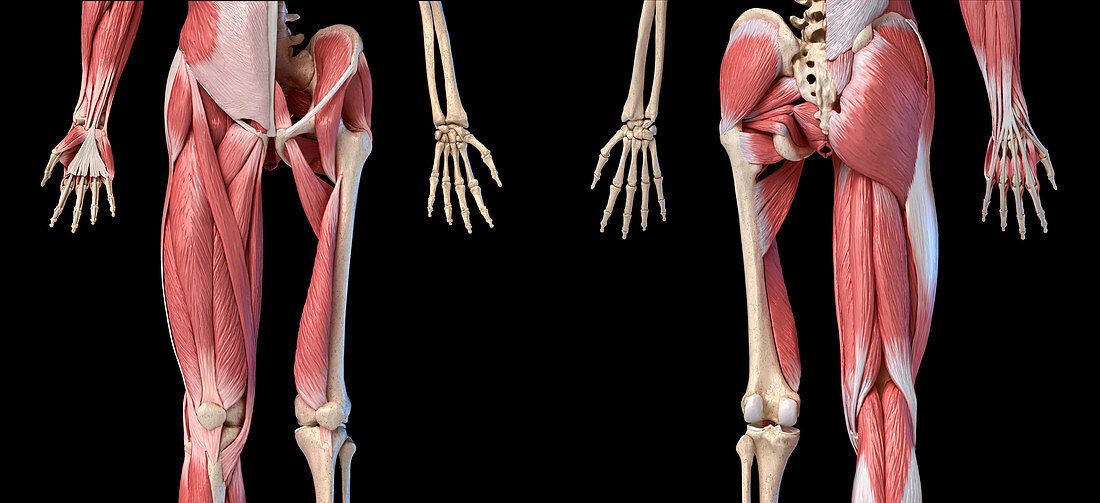 Human hip, leg and hand anatomy, illustration