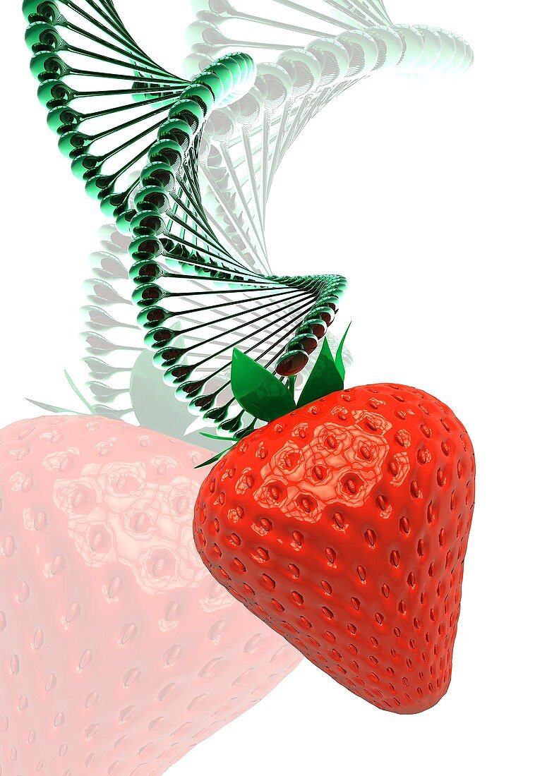 Strawberry and DNA, illustration