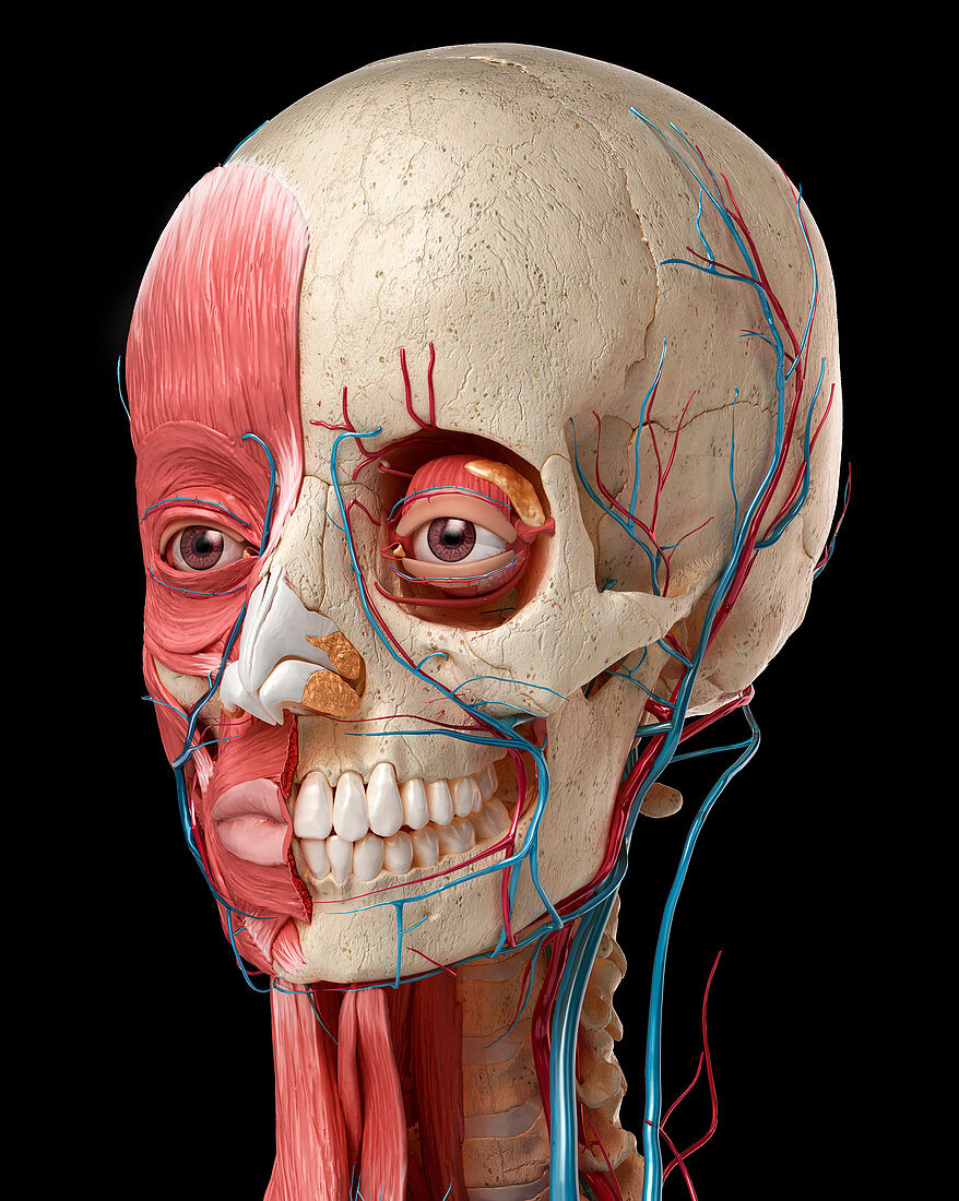 Human head with skull and muscles, illustration