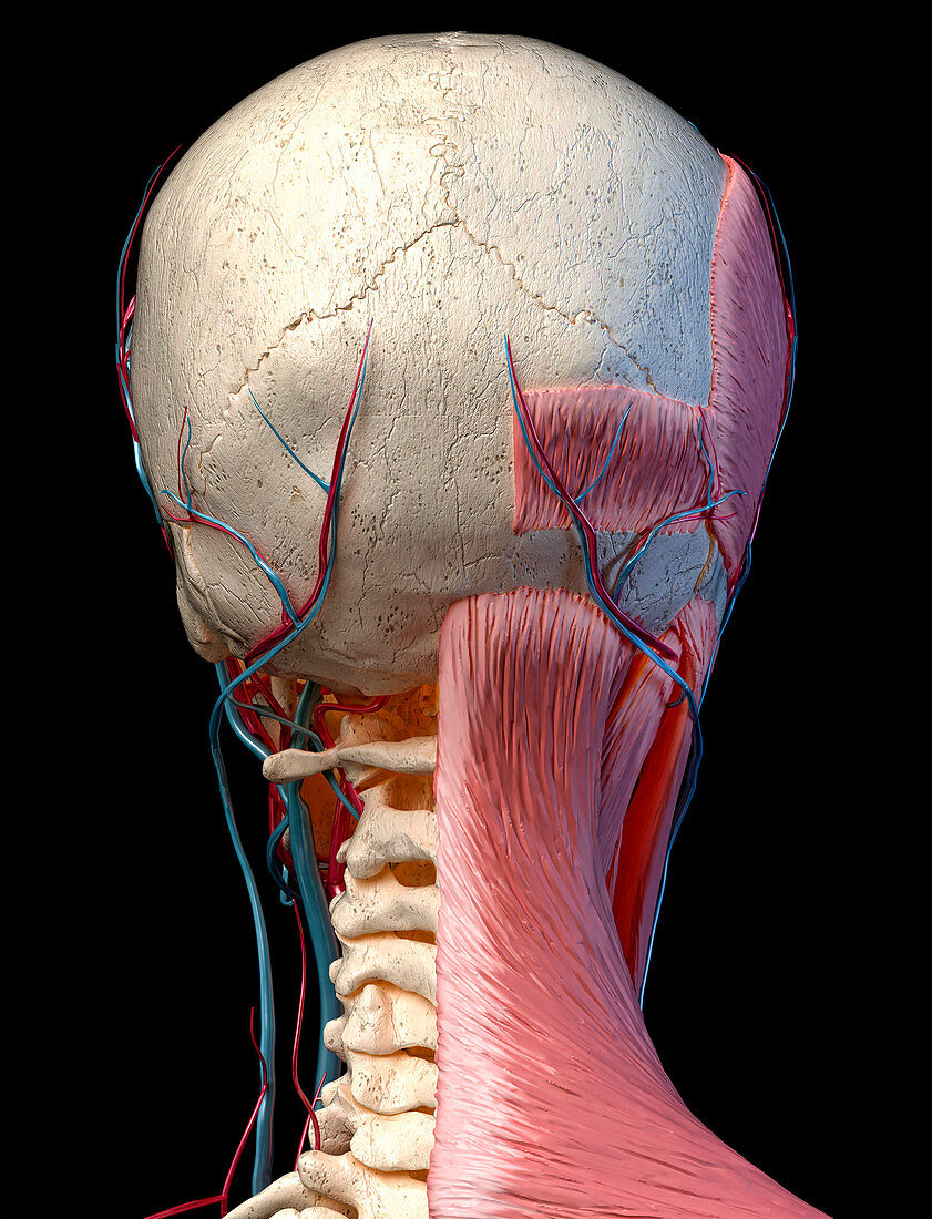 Human head anatomy, illustration