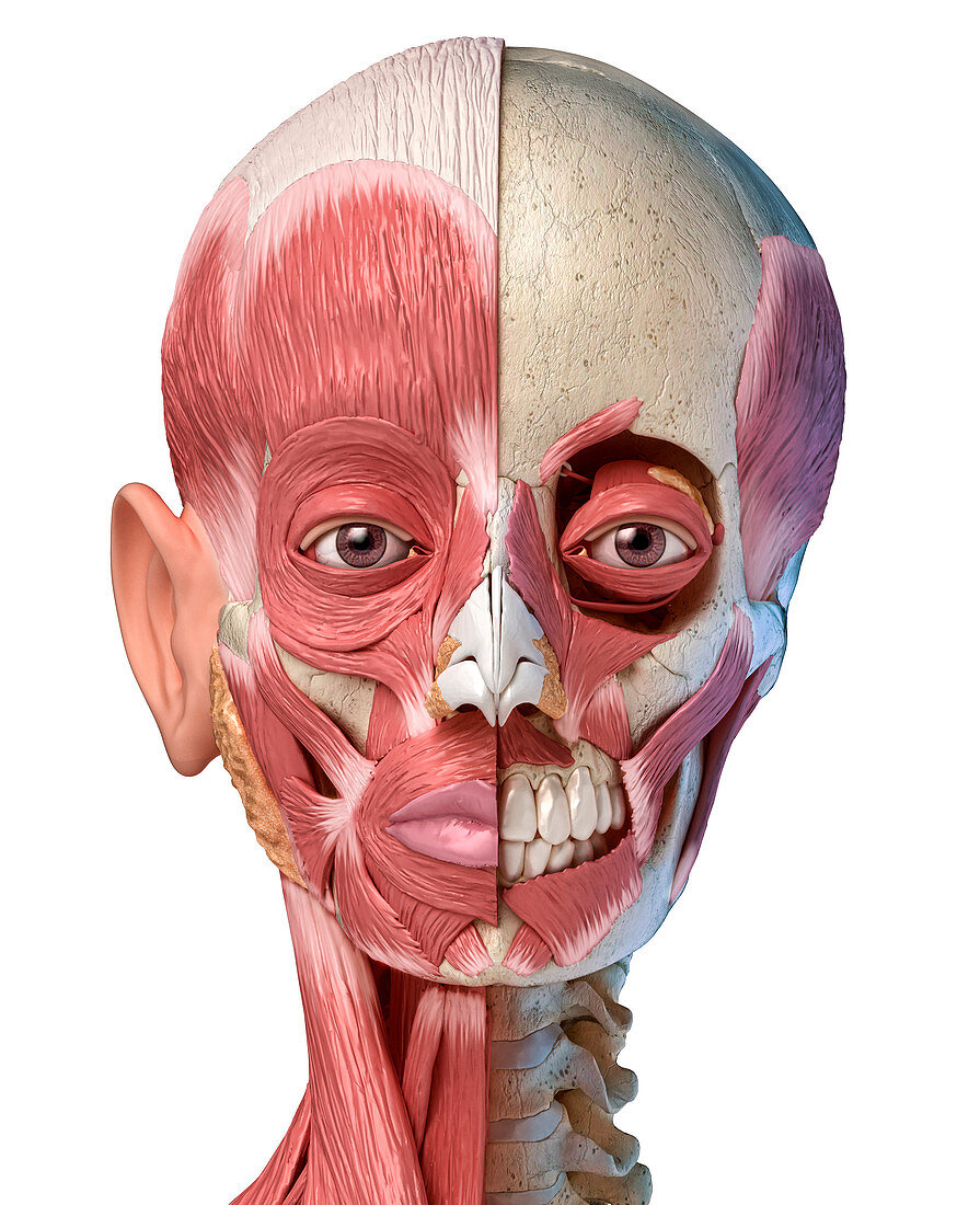 Human head with skull and muscles, illustration