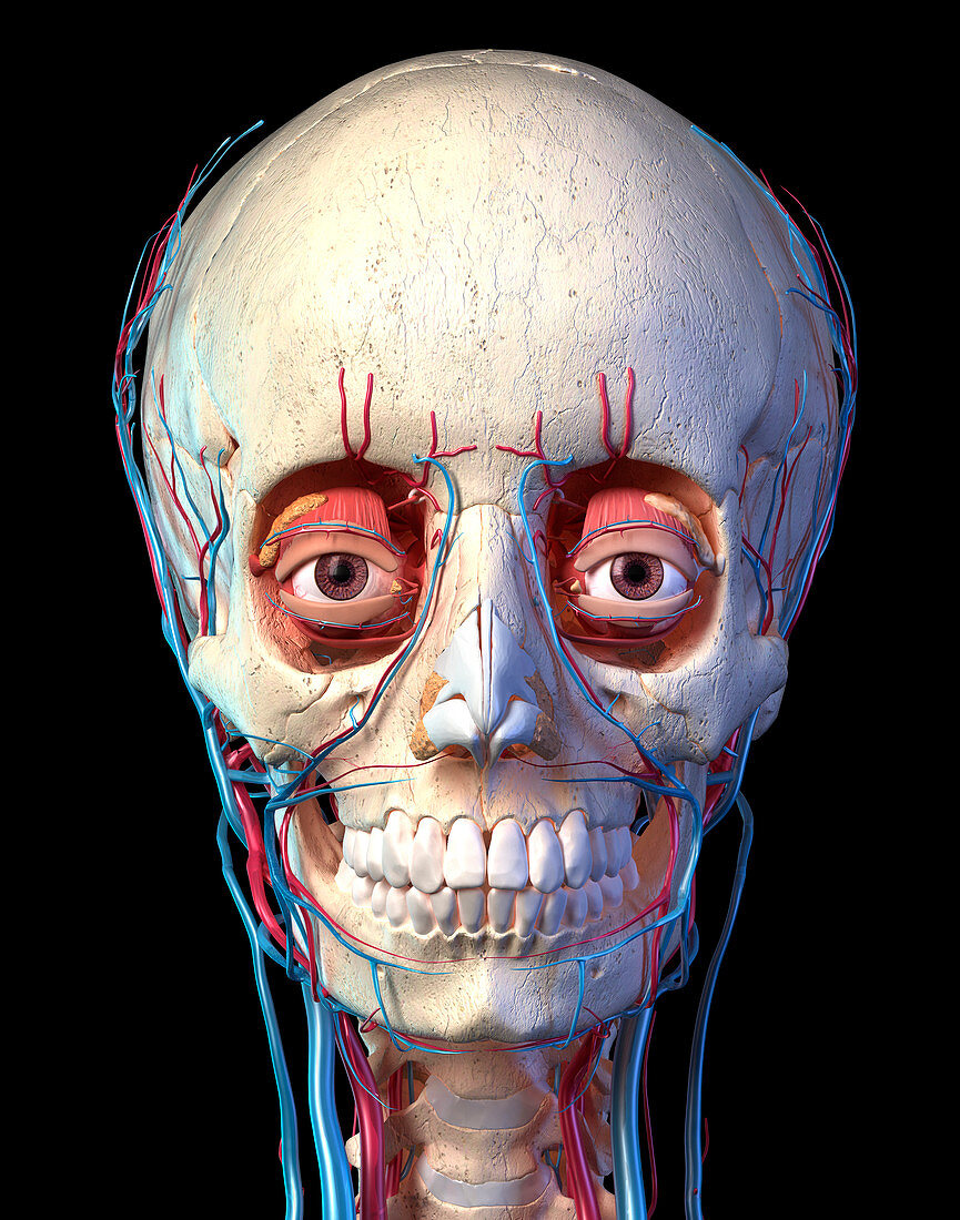 Human skull with eyes, veins and arteries, illustration