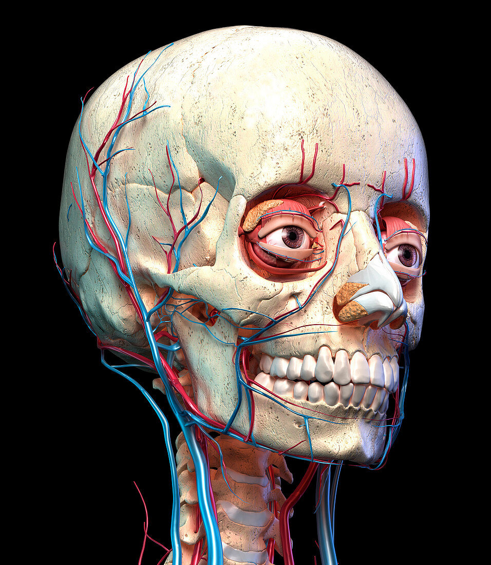 Human skull with eyes, veins and arteries, illustration