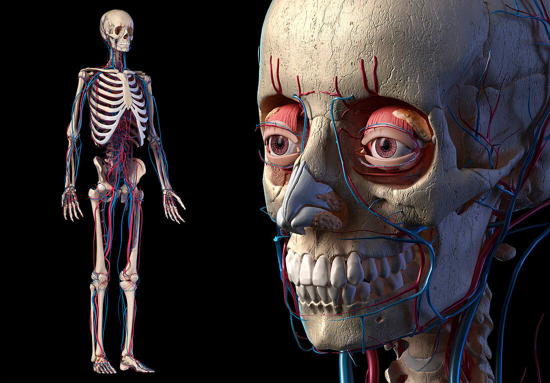 Human bones and vascular anatomy, illustration