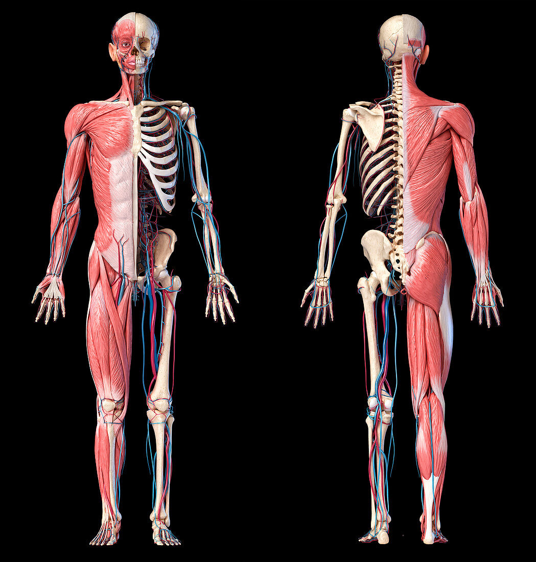 Human skeleton, muscles and blood vessels, illustration