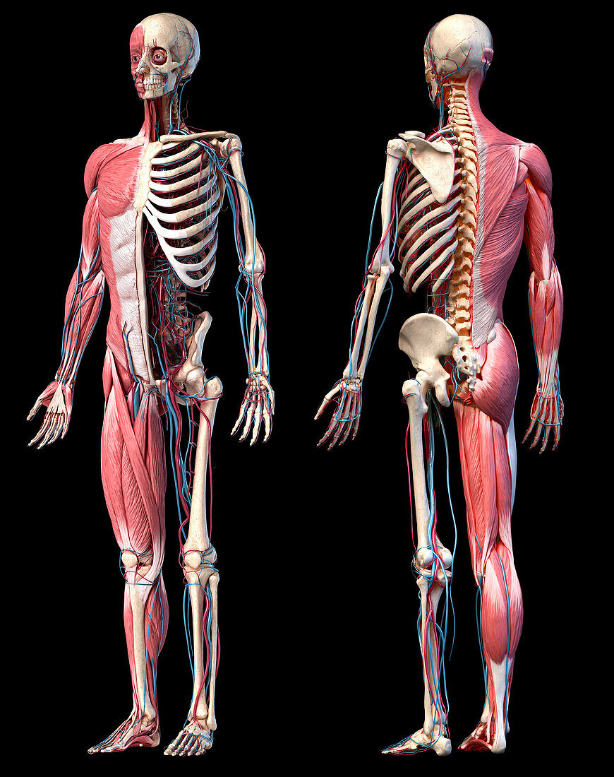 Human skeleton, muscles and blood vessels, illustration