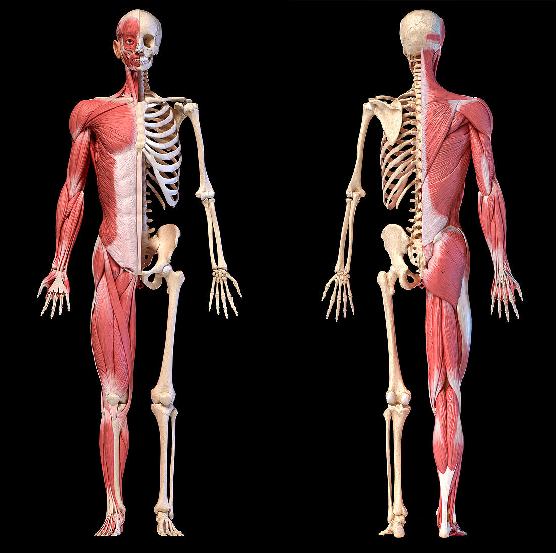 Male musculature and skeleton, illustration