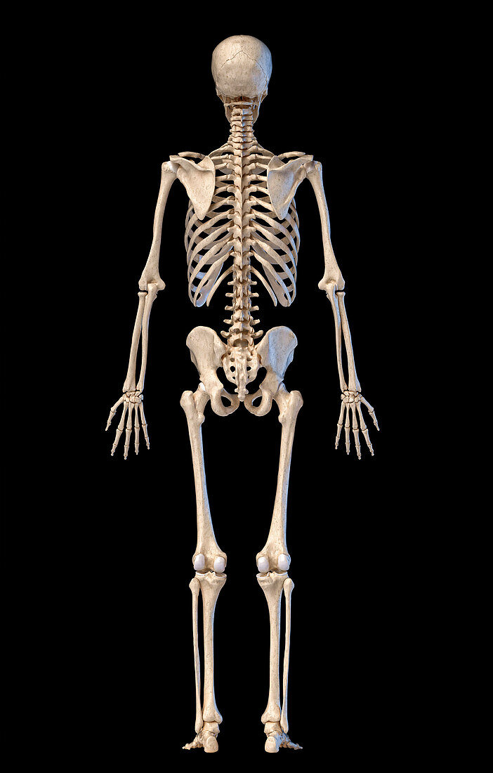 Human skeleton, illustration