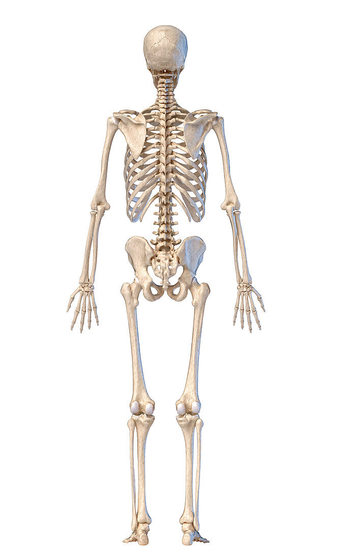 Human skeleton, illustration