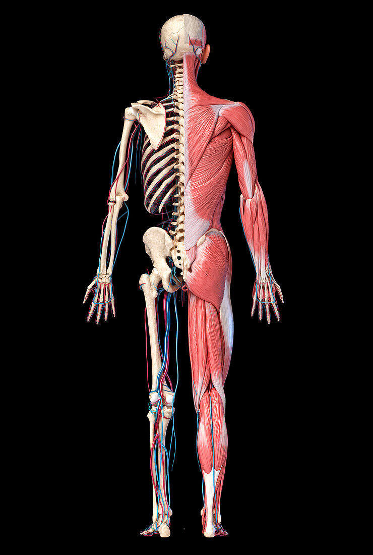 Human skeleton, muscles and blood vessels, illustration