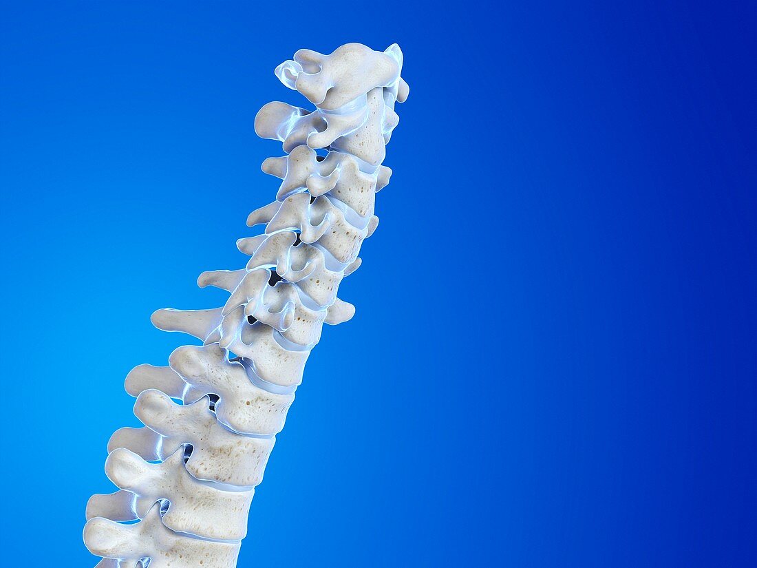 Human spine, illustration