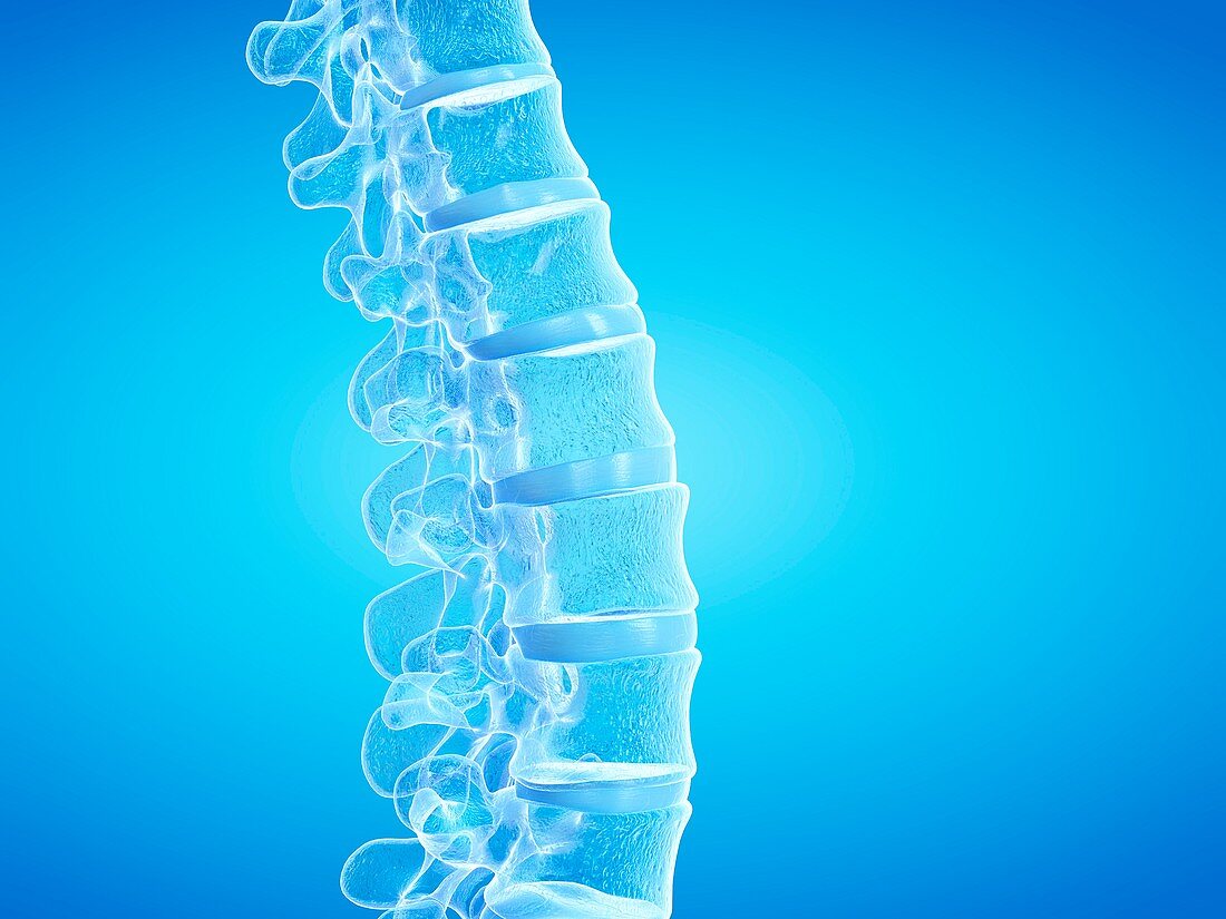 Human spine, illustration