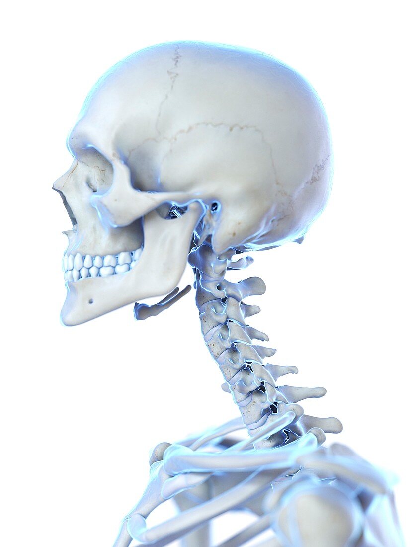 Neck bones, illustration