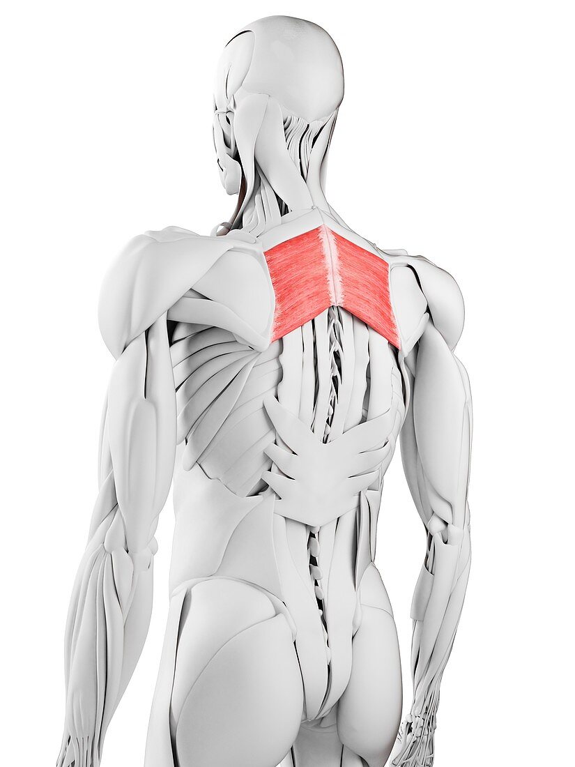 Rhomboid major muscle, illustration