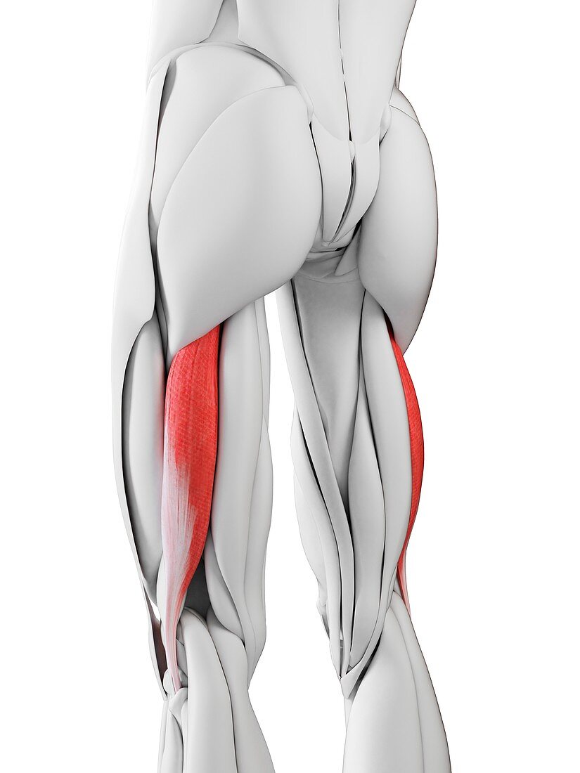 Biceps femoris longus muscles, illustration