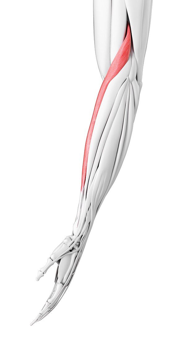 Brachioradialis muscle, illustration
