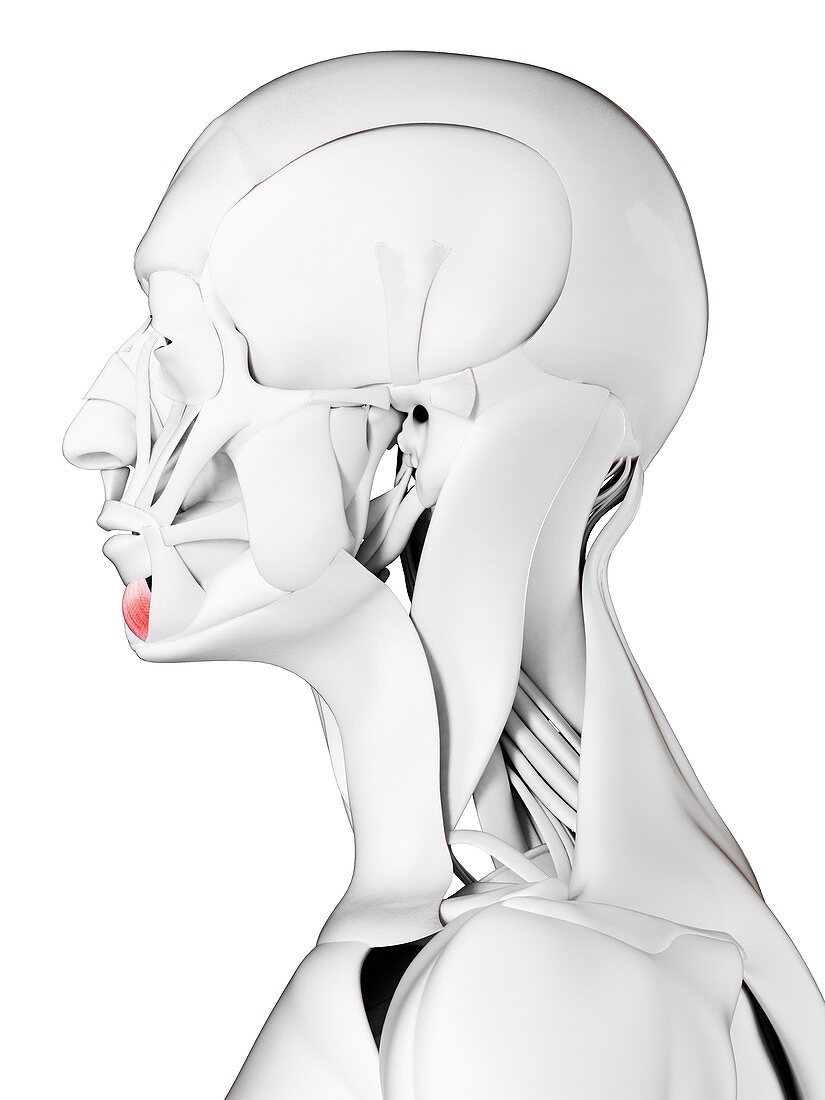Depressor labii inferioris muscle, illustration