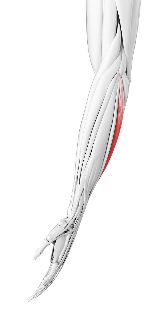 Extensor carpi ulnaris muscle, illustration