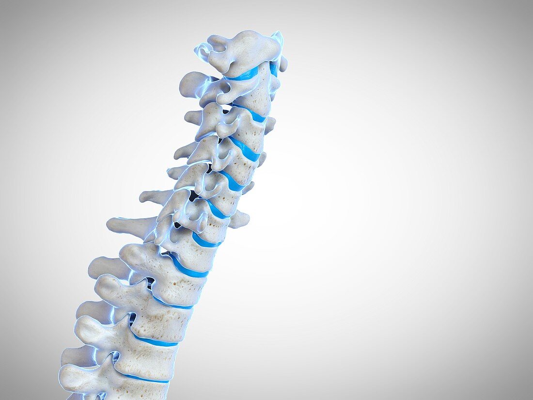 Human spine, illustration