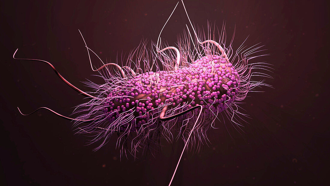 Ecoli bacterium, illustration