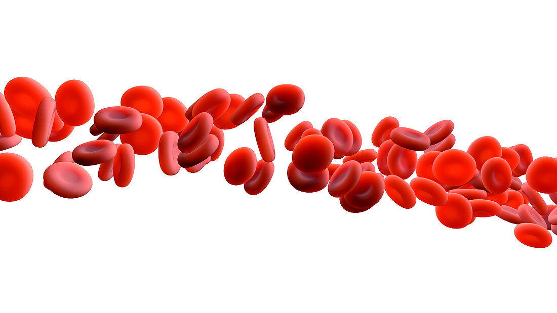 Red blood cells, illustration