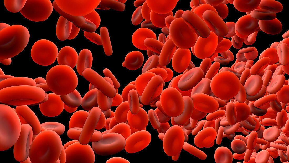 Red blood cells, illustration