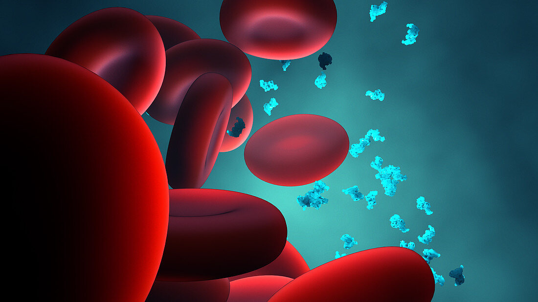 Red blood cells and protein, illustration