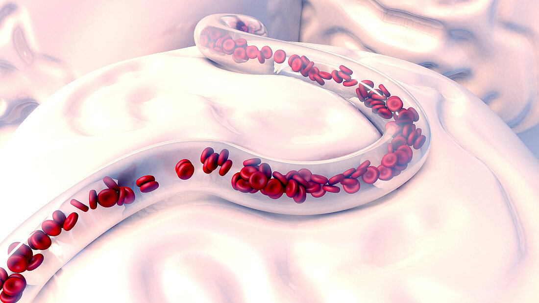 Red blood cells, illustration