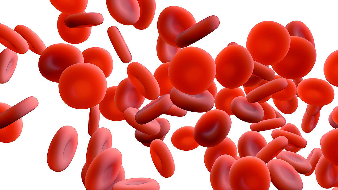 Red blood cells, illustration