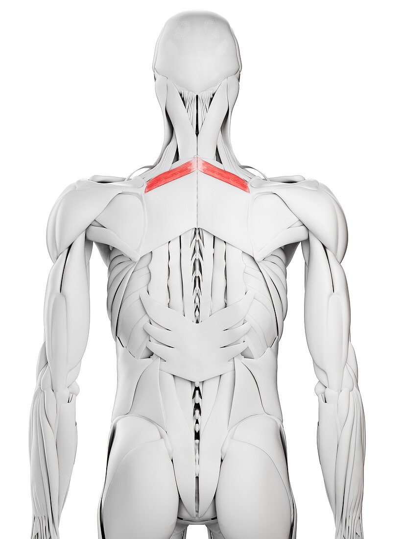 Rhomboid minor muscle, illustration