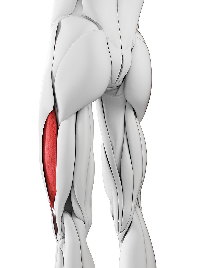 Vastus lateralis muscle, illustration