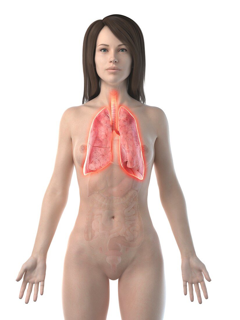 Inflamed lung, conceptual illustration