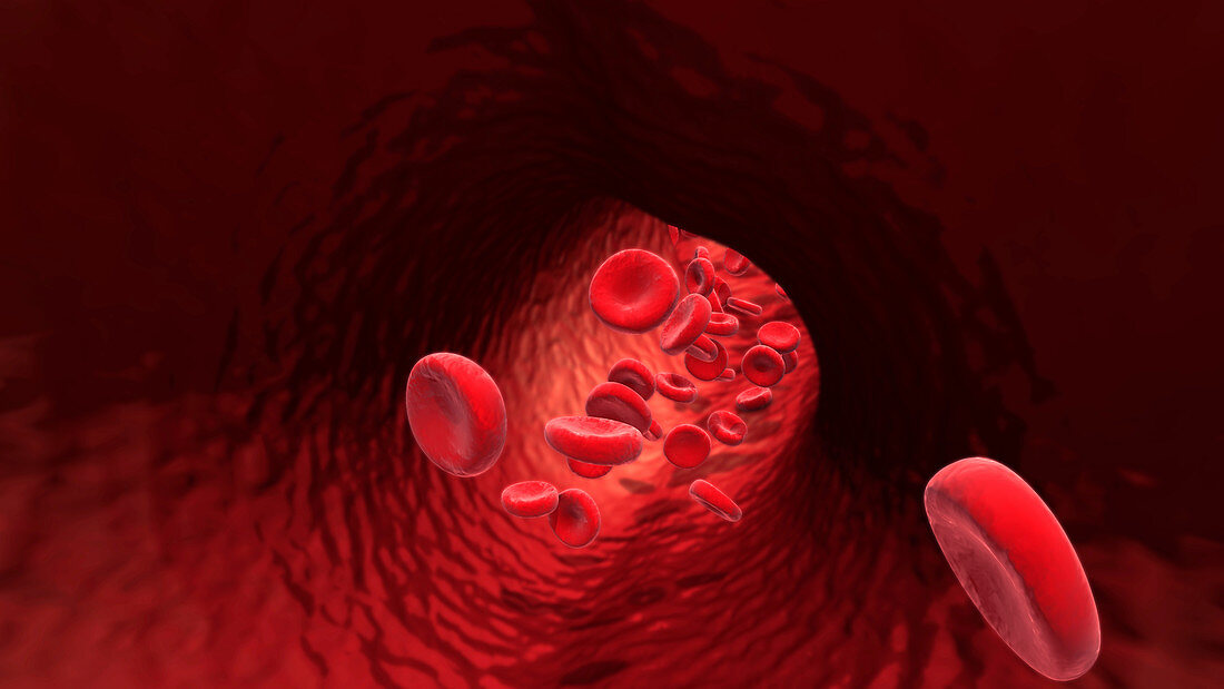 Red blood cells, illustration