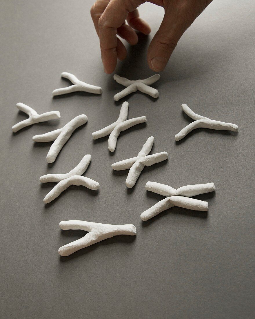 Altering X and Y chromosomes, conceptual image