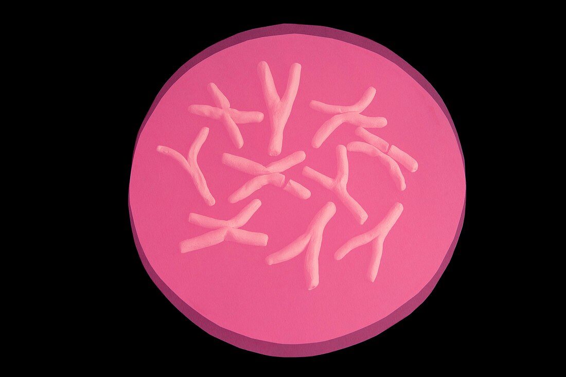 Chromosomal abnormalities, conceptual image