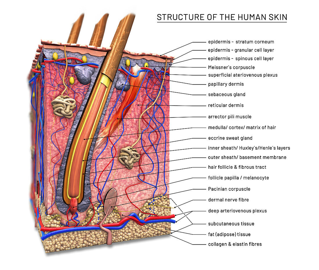 Skin anatomy, illustration