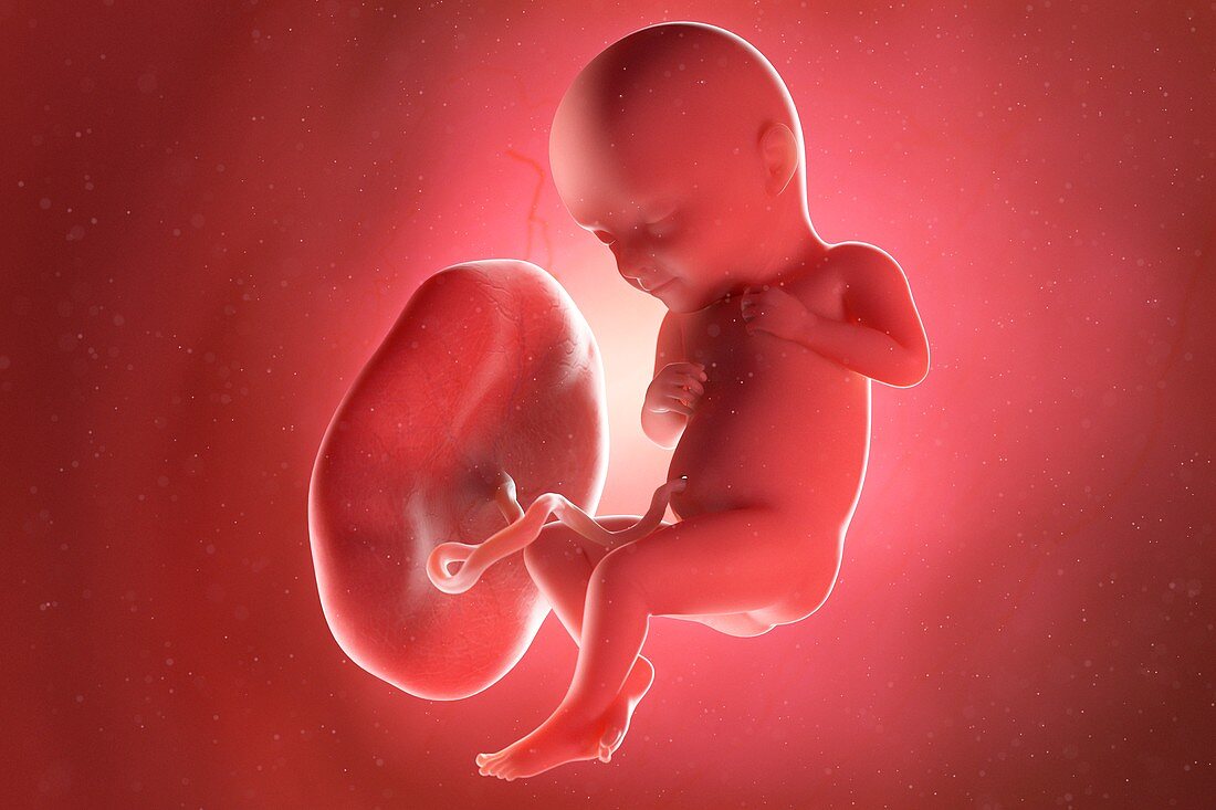 Fetus at week 32, illustration