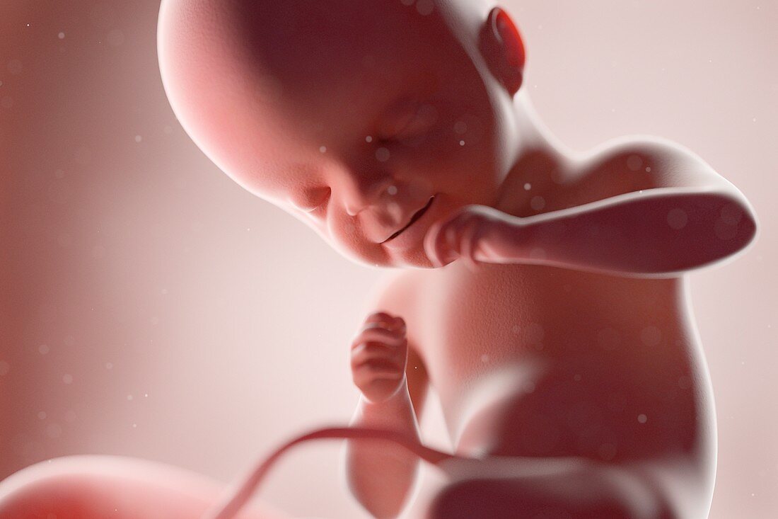 Fetus at week 21, illustration