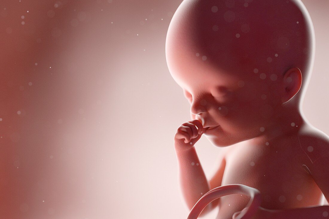 Fetus at week 25, illustration