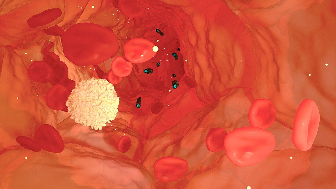 Neutrophil immune response, illustration