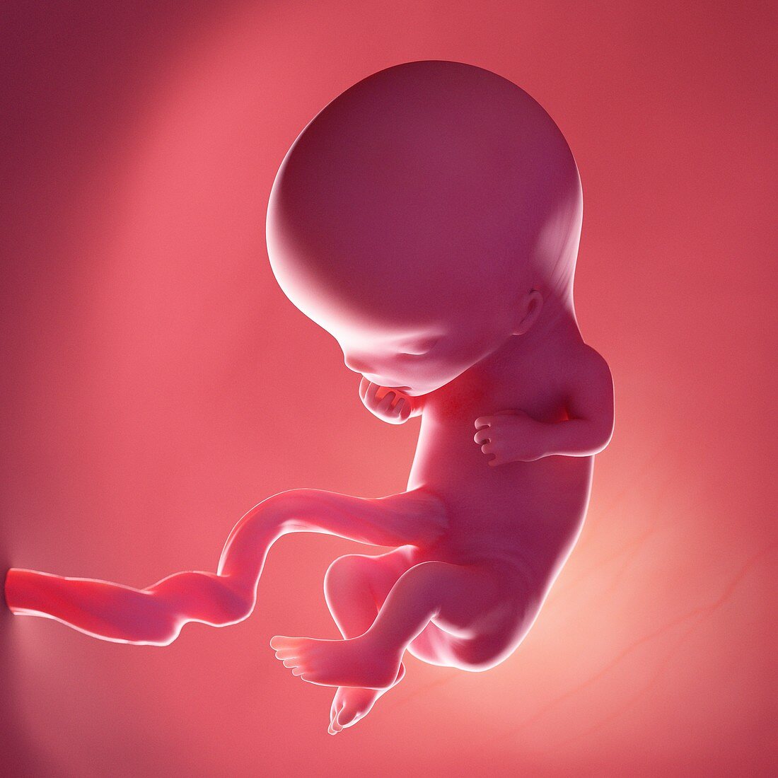 Fetus at week 11, illustration