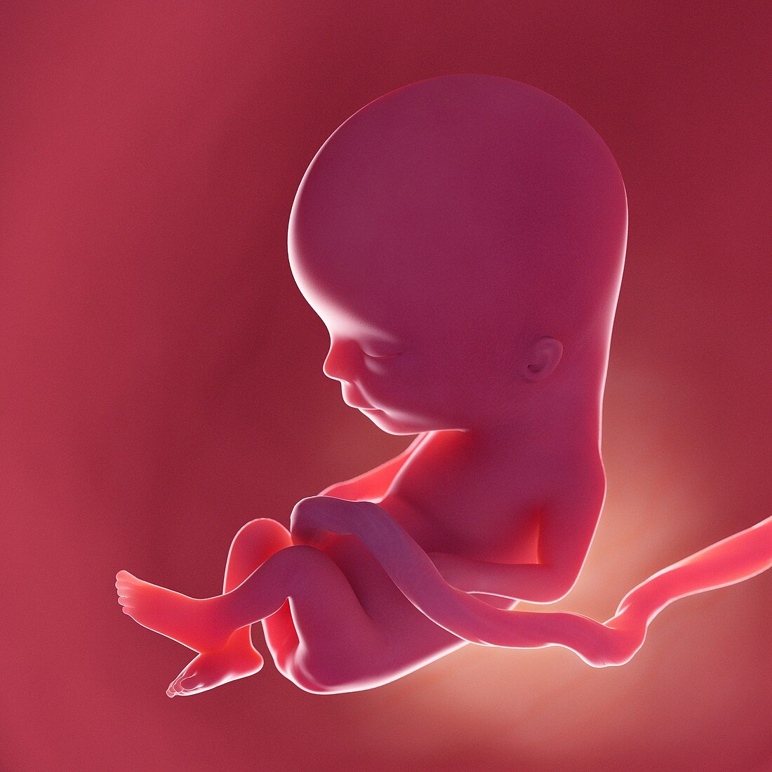 Fetus at week 13, illustration