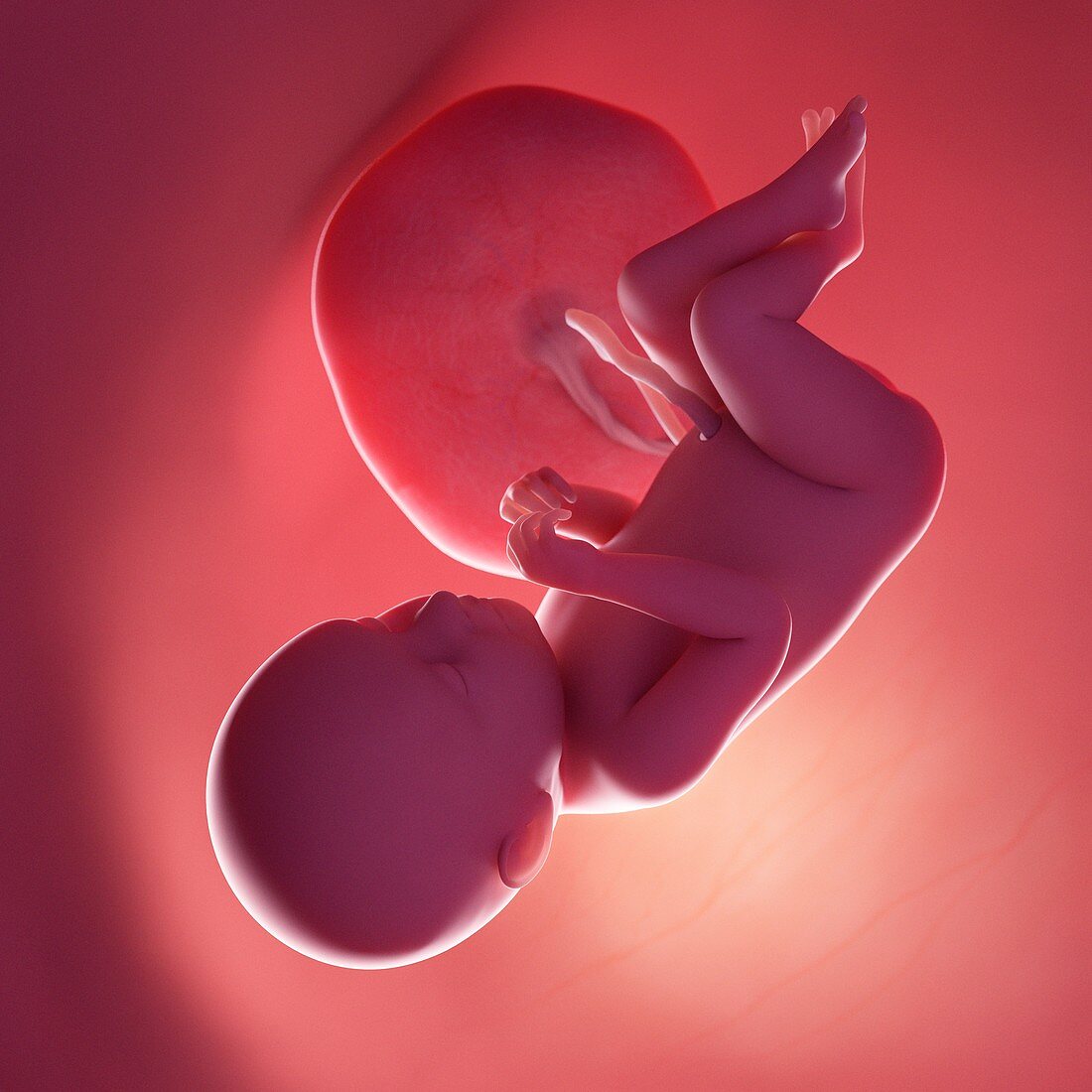 Fetus at week 39, illustration