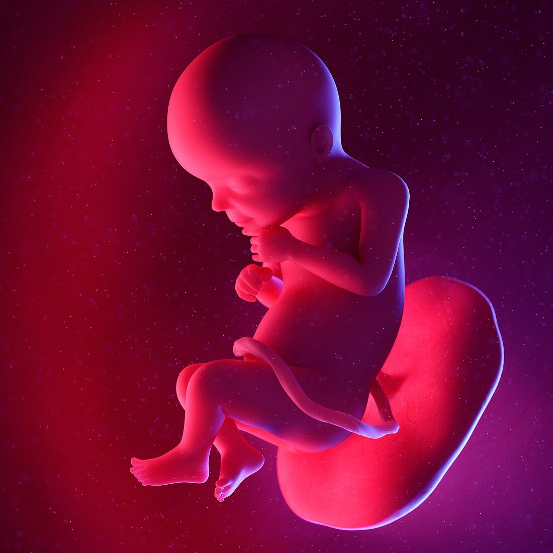 Fetus at week 28, illustration